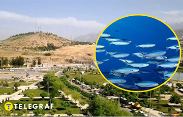 В Иране живая рыба падала прямо с неба
