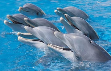 Дельфин выскочил из воды в минском дельфинарии и упал у рядов кресел