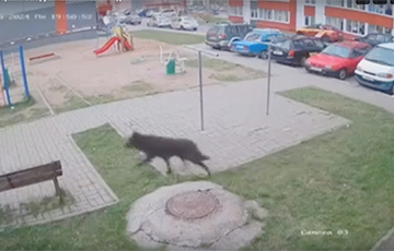 Появились фото волка, который ходит по Витебску