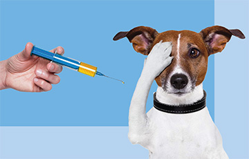 В Минске проведут бесплатную вакцинацию домашних животных от бешенства