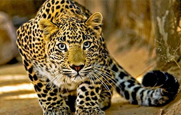В Гродненском зоопарке рассказали, как лечили леопарда