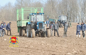 Беларусских школьников отправляют убирать камни с полей и сажать картошку