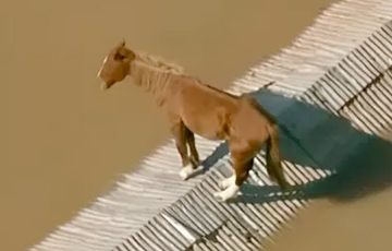 Во время наводнения в Бразилии лошадь забралась на крышу и провела там несколько дней