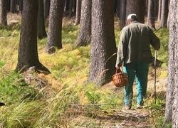 Заблудившегося в лесу пенсионера нашли спустя восемь дней
