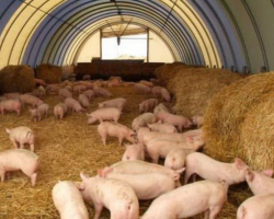 Производство свинины будут контролировать еженедельно