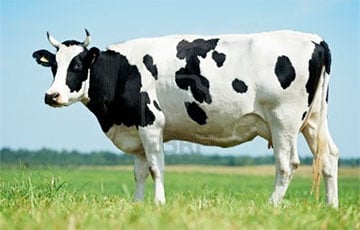 На беларусской ферме назревает новый скандал из-за коров
