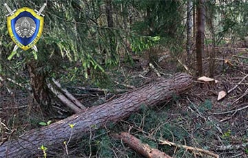 В Могилевской области на рабочего упало дерево