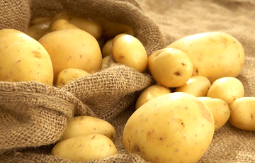 Как египетская картошка перестала быть экзотикой в Беларуси