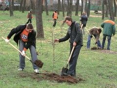В Минске будут сажать деревья до сильных морозов