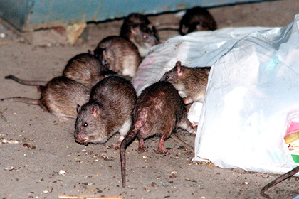 У крыс в Нью-Йорке нашли блох — переносчиков бубонной чумы
