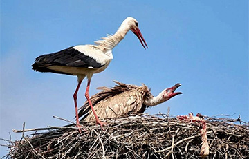Экзотическая птица поселилась в Лиозненском районе в разоренном аистином гнезде
