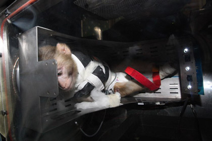 Иран запустил в космос вторую обезьяну