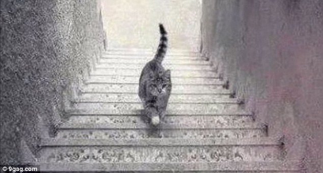 Кот на лестнице поссорил пользователей интернета
