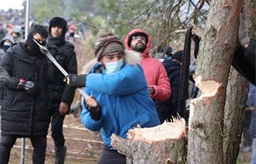 Как мигранты уничтожают белорусский лес