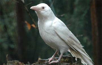 В Гродно заметили настоящую белую ворону