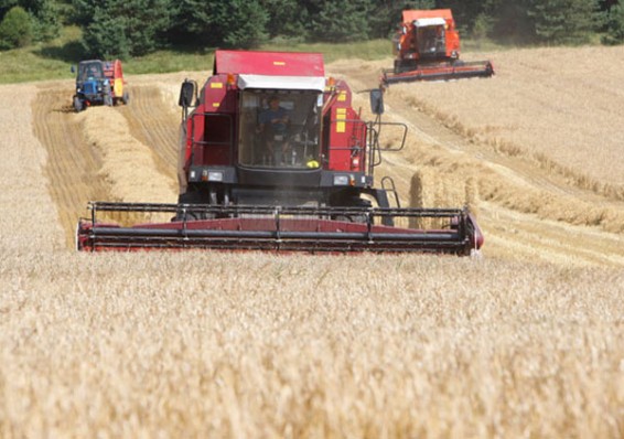 В Беларуси уже намолотили свыше 6,5 миллионов тонн зерна