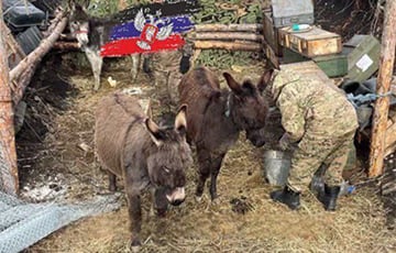 Московитским войскам приходится возить боеприпасы на ослах