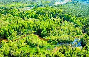 В 50 районах Беларуси ввели запреты и ограничения на посещение лесов