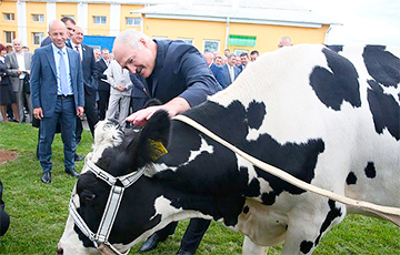 Почему Лукашенко поочередно бодает двух коров