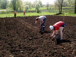 В Минске начнут выращивать генетически модифицированный картофель