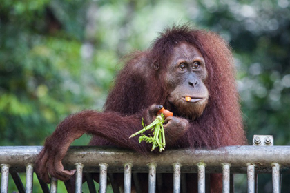 Орангутанов уличили в использовании резонаторов для устрашения хищников