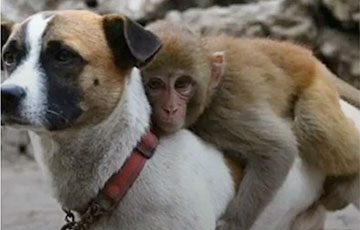 Видеохит: обезьяна изобрела такси в животном мире