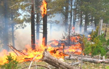 Под Костюковичами борются с крупным лесным пожаром