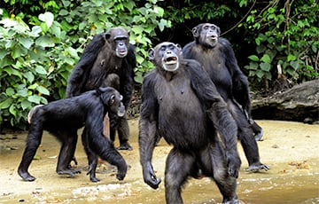 Ученые: Шимпанзе оказались способны шагать в ногу