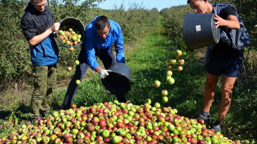 Все в сад. Лукашенко хочет закрепить яблоневые сады за школами и вузами