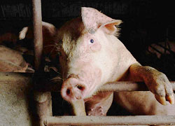 Минсельхозпрод: У свиней под Барановичами - «голубой аборт»