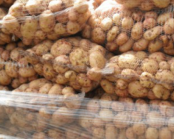 Беларусь ограничивает ввоз картофеля из Украины