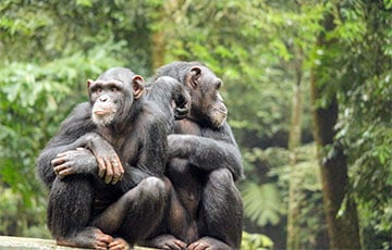 Джазмены из джунглей: шимпанзе в Уганде создают собственные музыкальные стили