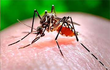 На Камчатке бушуют комариные торнадо и смерчи
