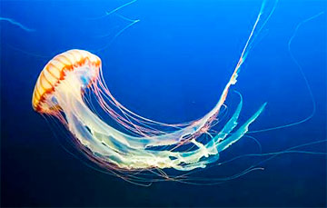 Москвичей предупредили об атаках китайских медуз-мутантов