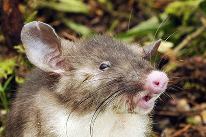 Ученые нашли крыс с поросячьим носом и сверхдлинными лобковыми волосами