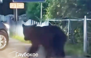 По Глубокому гулял медвежонок
