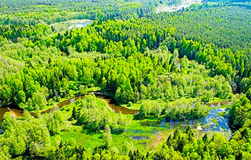Лишь в трех районах Беларуси можно свободно посещать леса