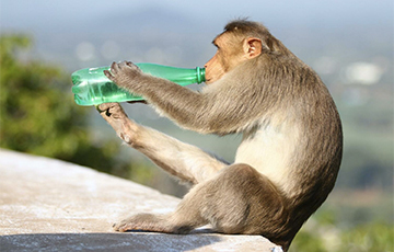 Ученые вылечили обезьян с «хроническим алкоголизмом»