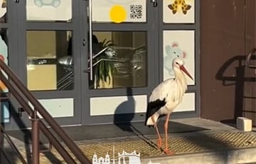 В Гродно аист не выпускал людей из амбулатории