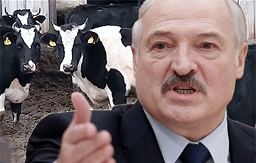 «Лукашенко добивает сельское хозяйство»