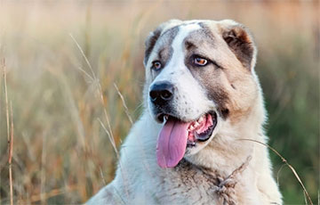 В пригороде Гродно алабай выбежал со двора и устроил бойню