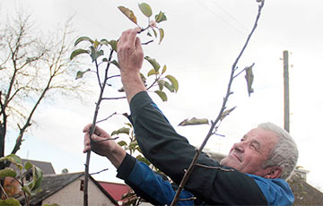 Фотофакт: В Барановичах в ноябре зацвела яблоня