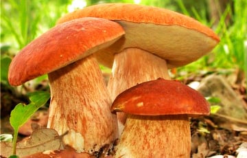 Грибники возвращаются из леса с полными корзинами