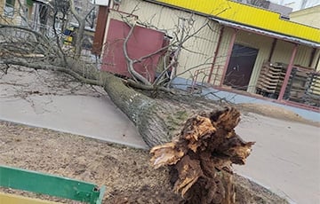 Сильный ветер в Борисове повалил деревья и рекламный щит
