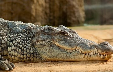 В Ялте 70 крокодилов вырвались на свободу после потопа: видео