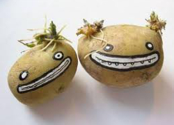 Белорусские ученые создали «диетическую» картошку