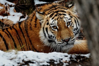 Российские ученые предложили пересчитать амурских тигров в КНДР