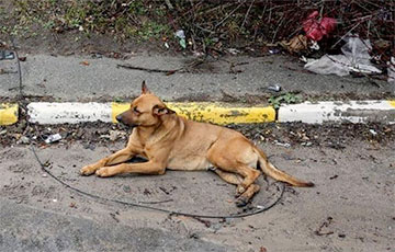 Украинский Хатико: в Буче пес много дней просидел рядом с телом убитого хозяина