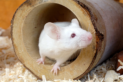 В МГУ создали карту генома мыши