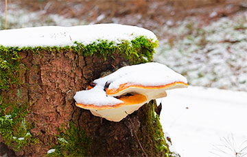 Снег не мешает беларусам собирать ведрами грибы